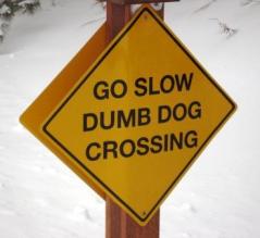 dumb-dog-crossing